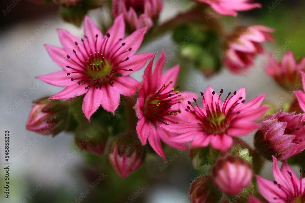 Sempervivum arachnoideum rojnik pajęczynowaty Sempervivum arachnoideum rojnik pajęczynowaty