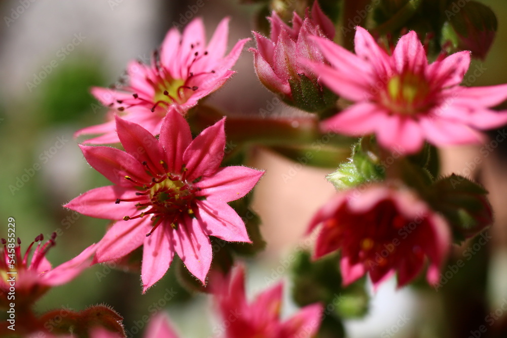 Sempervivum arachnoideum rojnik pajęczynowaty Sempervivum arachnoideum rojnik pajęczynowaty