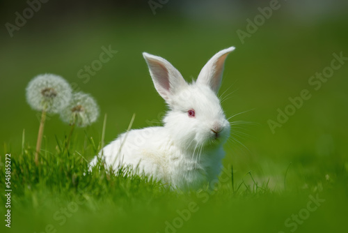 Funny little white rabbit on spring green grass with dandelion