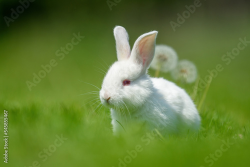 Funny little white rabbit on spring green grass © byrdyak