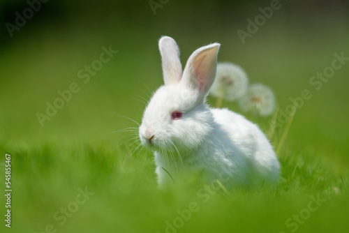 Funny little white rabbit on spring green grass