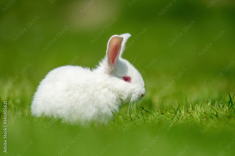 Funny little white rabbit on spring green grass Funny little white rabbit on spring green grass