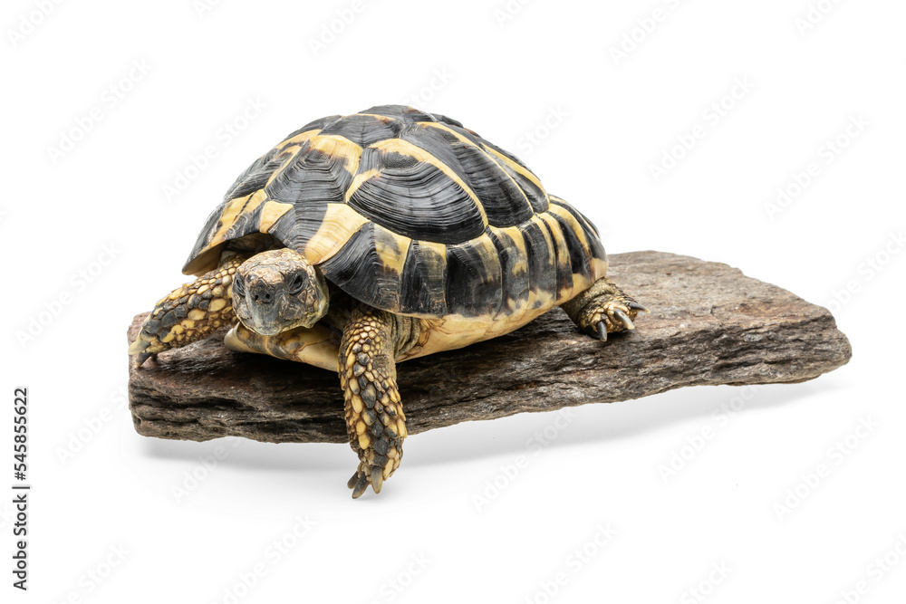Herman's Tortoise walking on a stone against white background. Herman's Tortoise walking on a stone against white background.