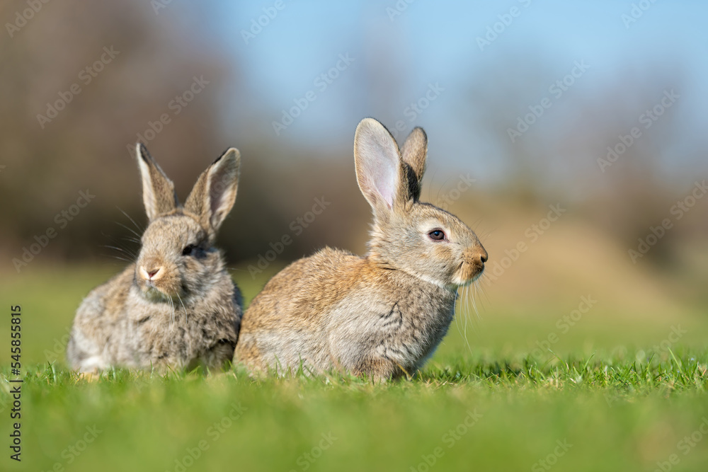 Rabbit or hare while in grass in autumn time Rabbit or hare while in grass in autumn time