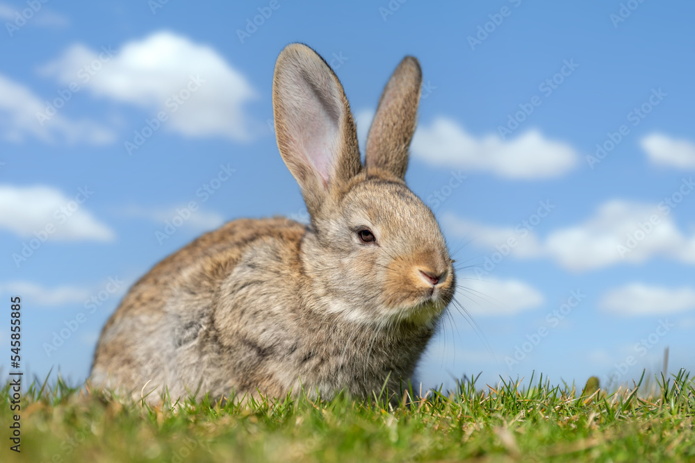Fototapeta premium Rabbit or hare while in grass in autumn time