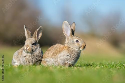 Rabbit or hare while in grass in autumn time