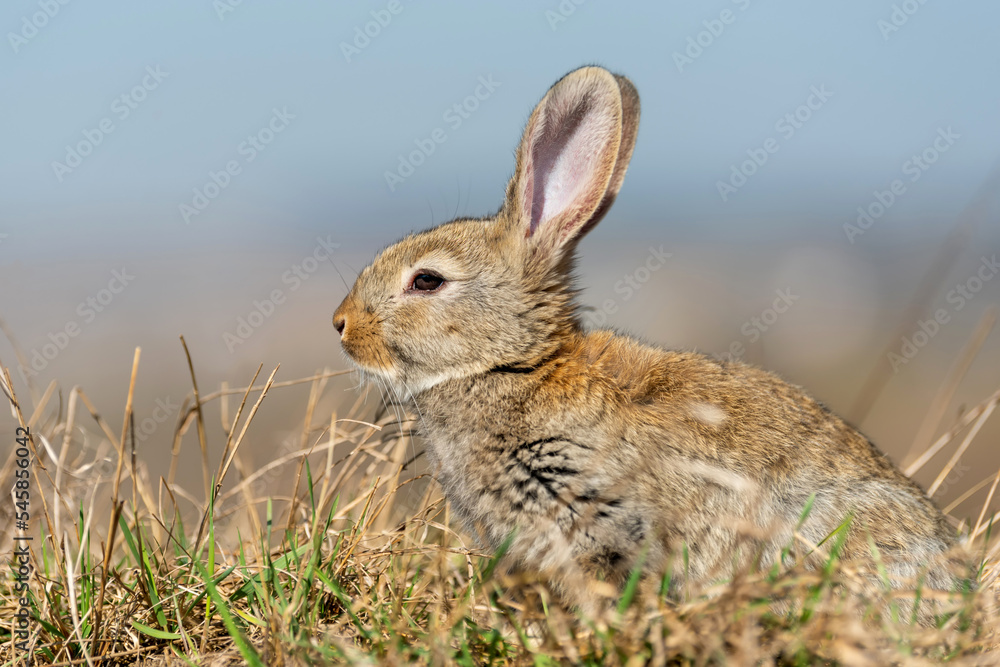 Fototapeta premium Rabbit or hare while in grass in autumn time