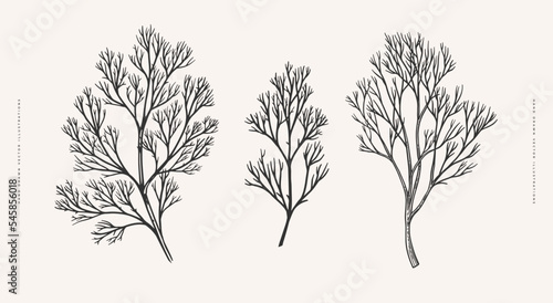 Three branches of dill on a light background isolated. Spicy herb for cooking. Design element for markets, shops, cafes and packaging. Vintage botanical illustration.