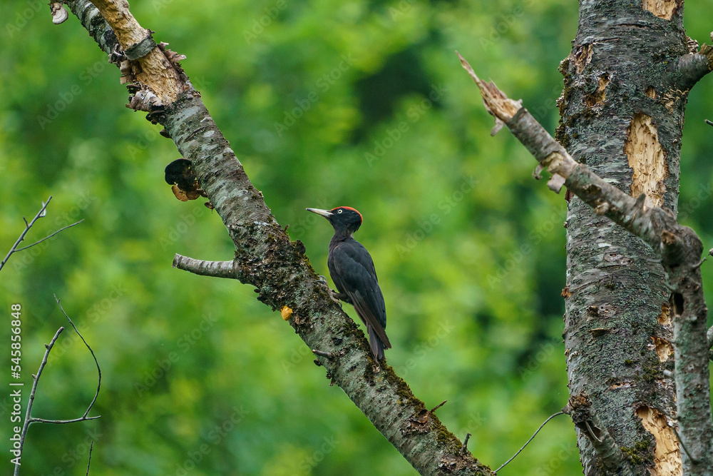 Black Woodpecker (Dryocopus martius) perched on a dry tree branch Black Woodpecker (Dryocopus martius) perched on a dry tree branch