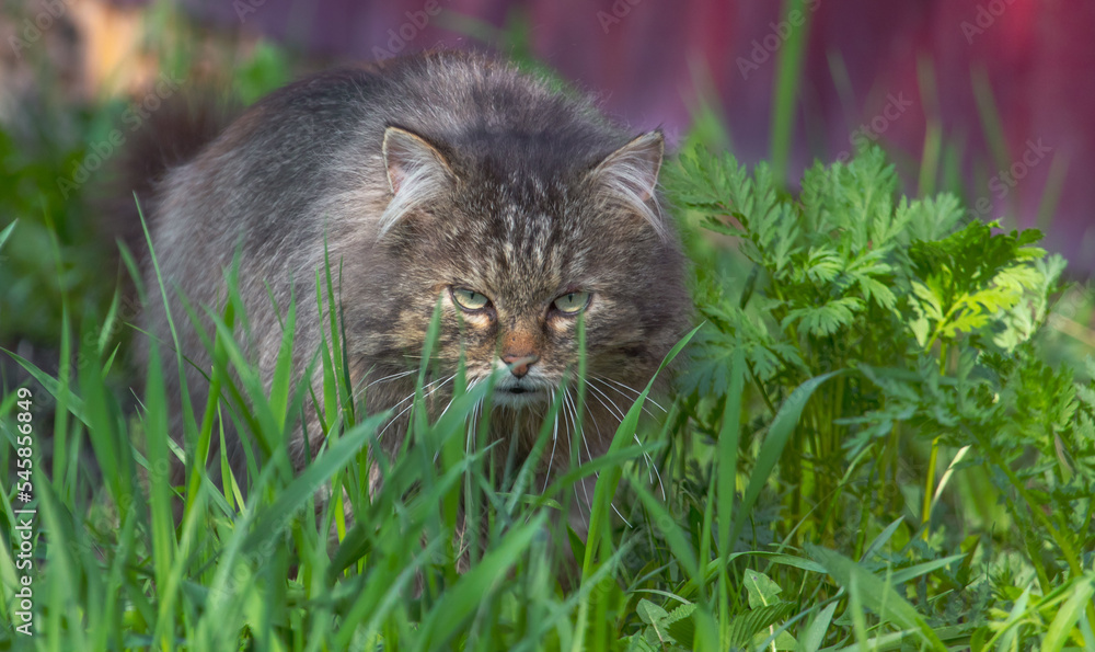 The cat walks on the green grass.