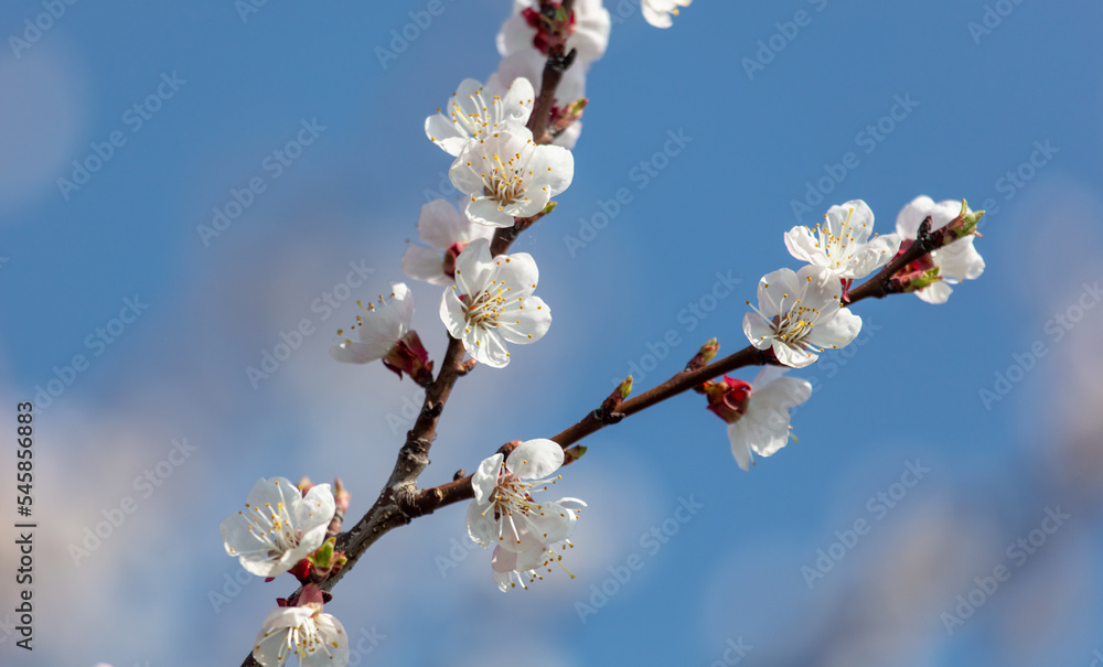 White flowers on an apricot tree against a blue sky. White flowers on an apricot tree against a blue sky.
