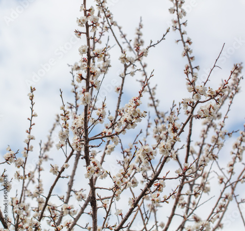 White flower on an apricot tree.