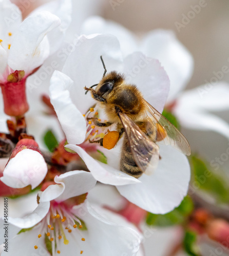 Bee on a tree flower in spring. © schankz