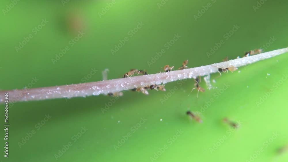 The small ant gnawed at the remaining flesh between the bones The small ant gnawed at the remaining flesh between the bones