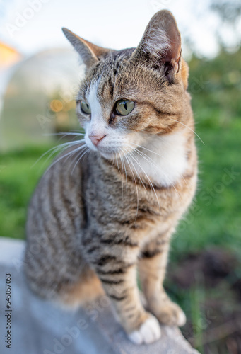 Portrait of a cat in nature.