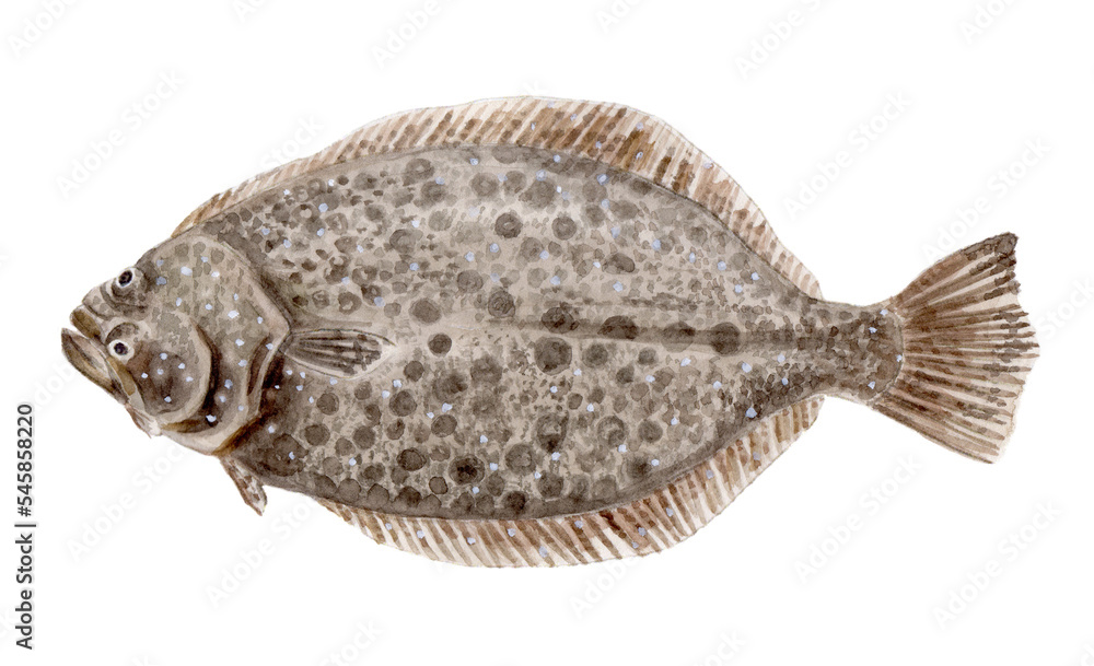 Naklejka premium ヒラメ 手描き水彩画