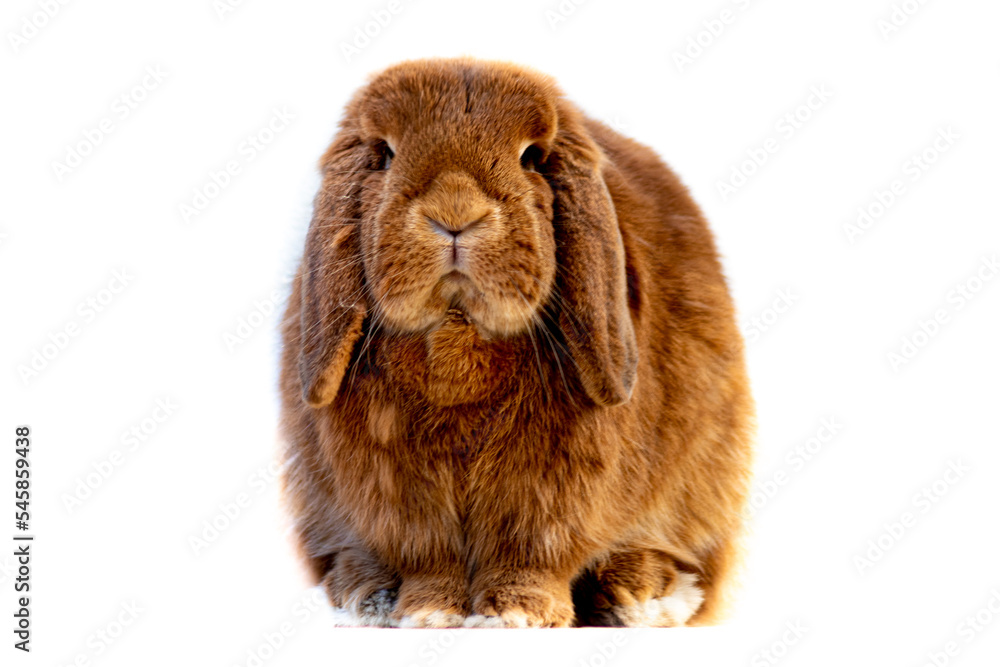 Tawny lop-eared rabbit Tawny lop-eared rabbit