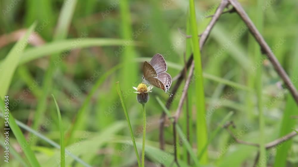 White, brown Butterfly perched on a blooming flower sucking nectar White, brown Butterfly perched on a blooming flower sucking nectar