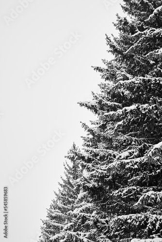 Vertical photo of thick branches of Christmas trees are covered with snow