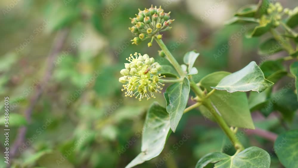 Green wild ivy flower close-up. Blooming hedera helix Green wild ivy flower close-up. Blooming hedera helix