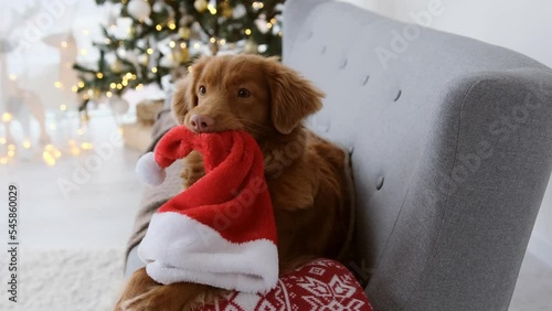 Toller retriever dog in Christmas time lying on sofa and holding Santa hat in his teeth in room with festive Xmas tree and lights on background. Purebred doggy pet on New Year holidays
