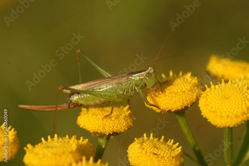 Closeup on the long-winged conehead bush-cricket , Conocephalus fuscus sitting on yellow tansy flowers photo