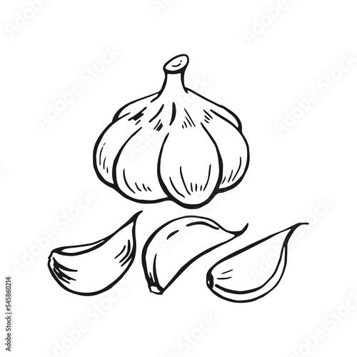 Set of garlic outline. Hand drawn vector illustration. Farm market product, isolated vegetable, engraved bunch of garlic.
