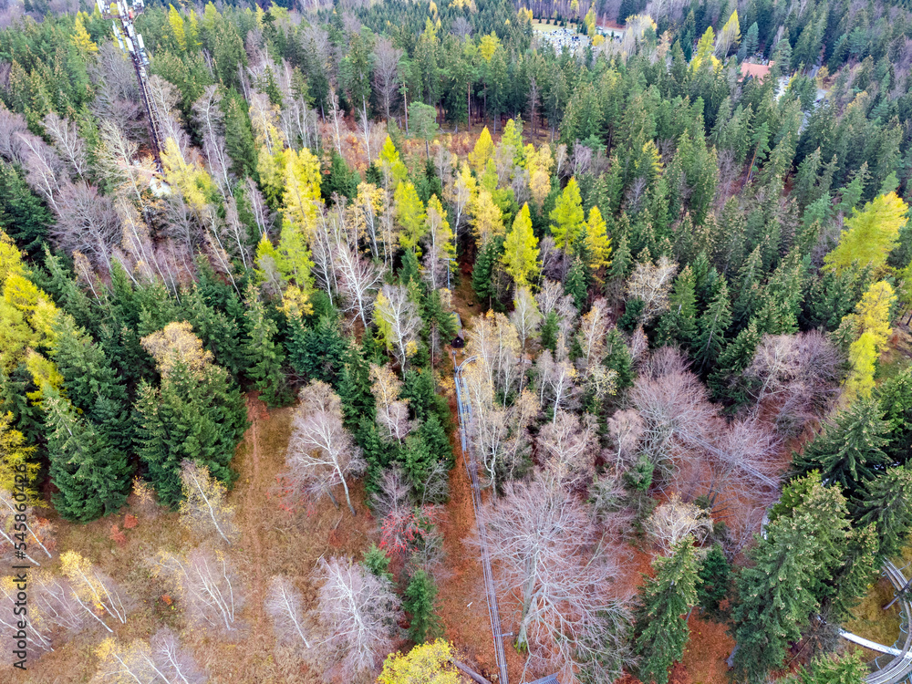 Aerial top view of summer green trees in forest in rural Poland. Drone photography