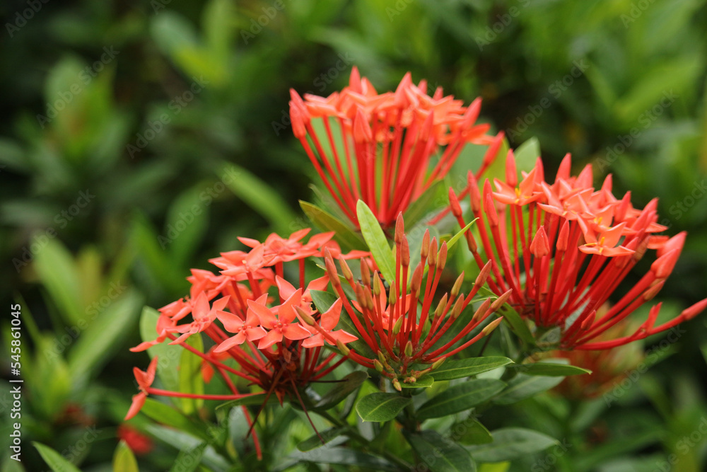 Beautiful Epidendrum is red, grows beautifully in the garden. ornamental plants that are easily cultivated as yard decorations or home terraces Beautiful Epidendrum is red, grows beautifully in the garden. ornamental plants that are easily cultivated as yard decorations or home terraces