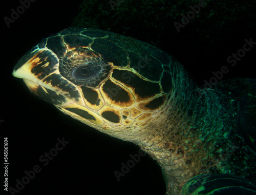  beautiful sea turtle in its marine environment in the caribbean sea