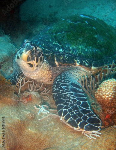 Fototapeta Naklejka Na Ścianę i Meble -  
beautiful sea turtle in its marine environment in the caribbean sea