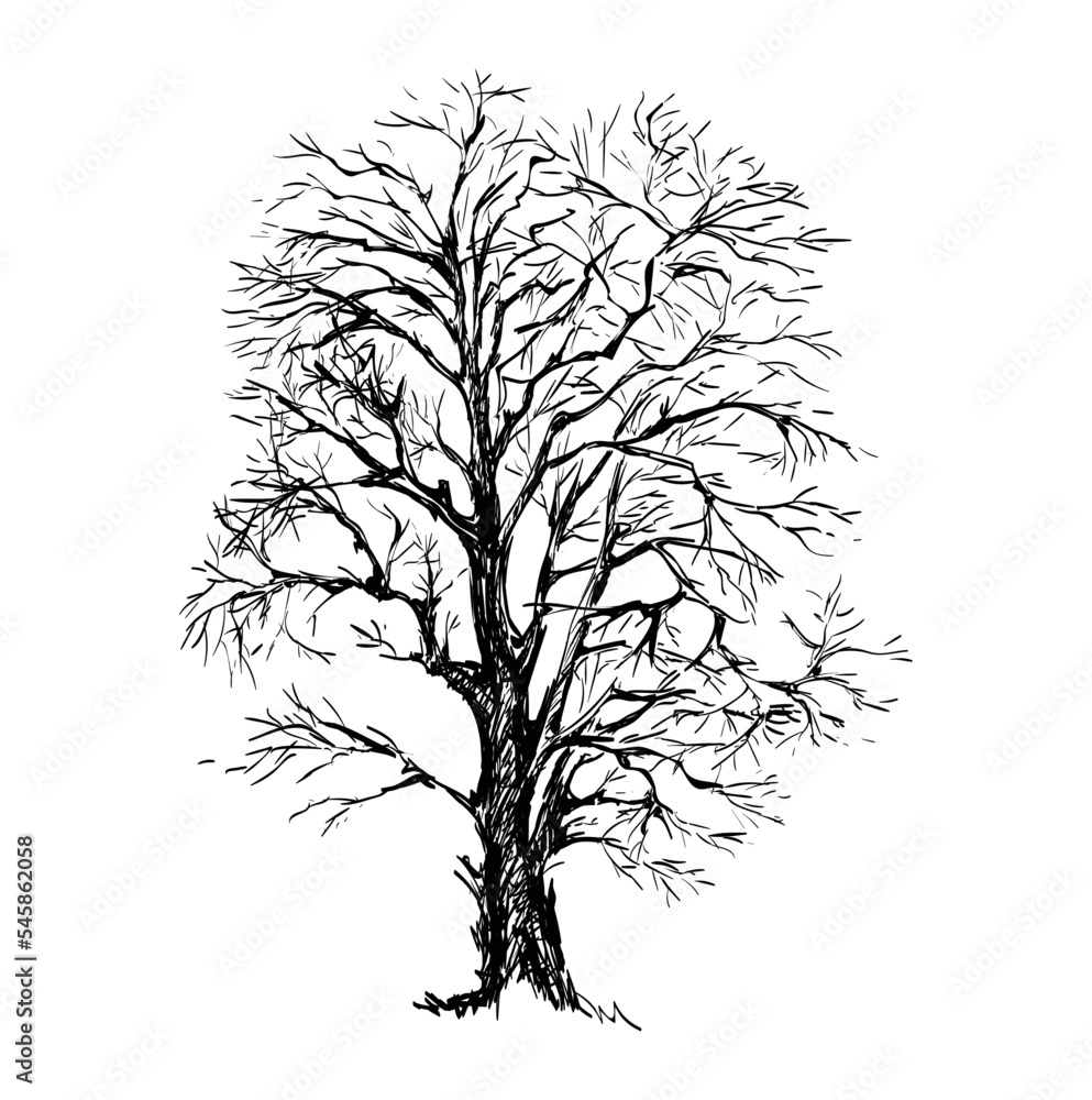 Hand Drawn Sketch Tree Vector illustration