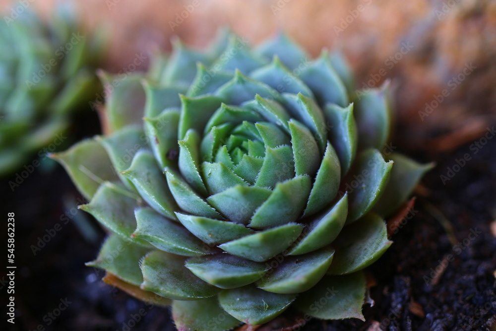 rojnik Sempervivum 'Kwabbenoot' rojnik Sempervivum 'Kwabbenoot'