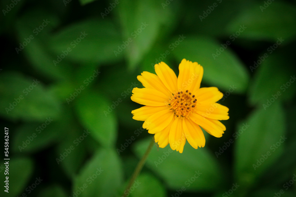 Macro details of summer sulfur Cosmos flower. Macro details of summer sulfur Cosmos flower.