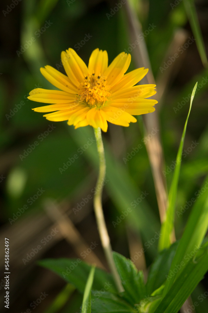 Macro details of summer sulfur Cosmos flower. Macro details of summer sulfur Cosmos flower.