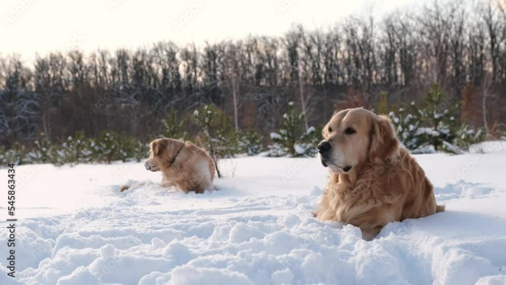 Golden retriever dog lies in snow in winter field in forest. Purebred pets labradors at nature outdoors Golden retriever dog lies in snow in winter field in forest. Purebred pets labradors at nature outdoors
