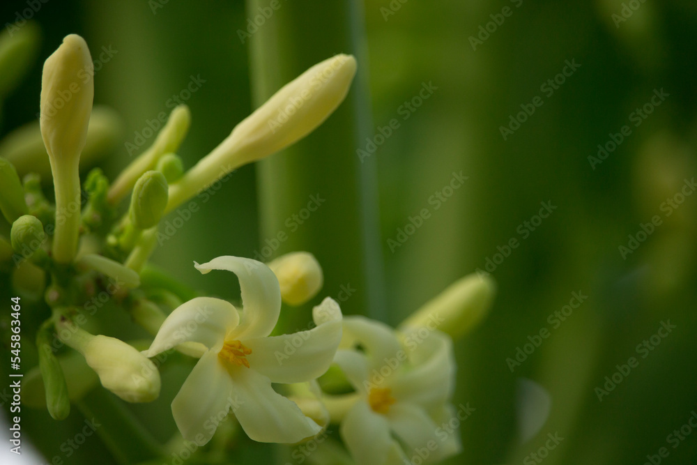 Portrait of white papaya flower on papaya tree. Portrait of white papaya flower on papaya tree.
