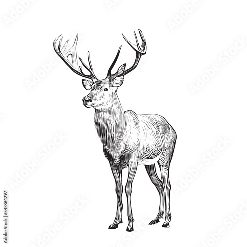 Deer sketch hand drawn doodle style hunting vector illustration.