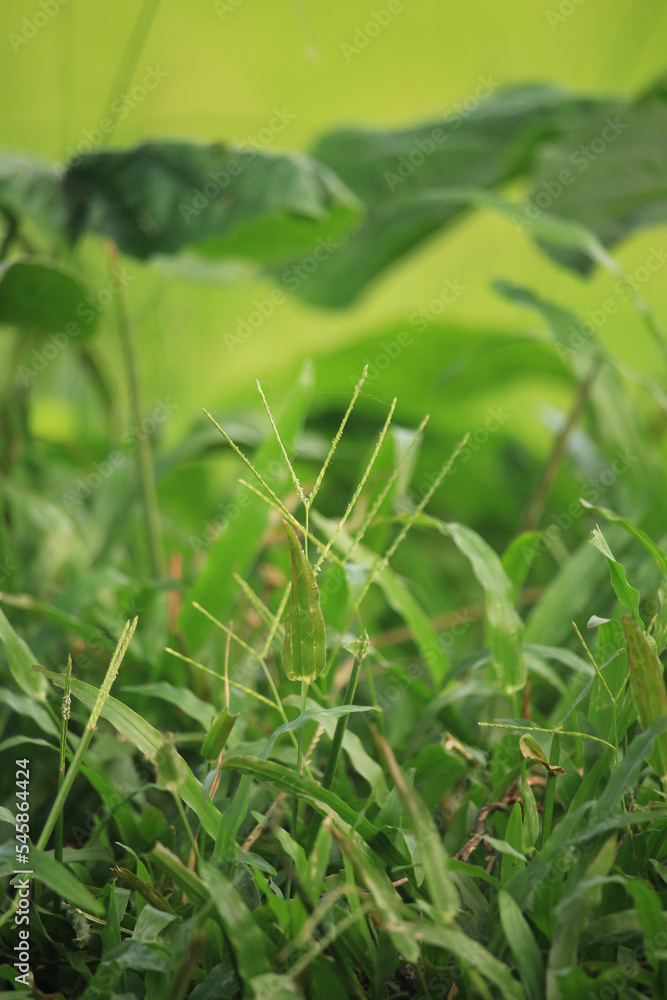 The green trees have become beautiful grass flowers The green trees have become beautiful grass flowers