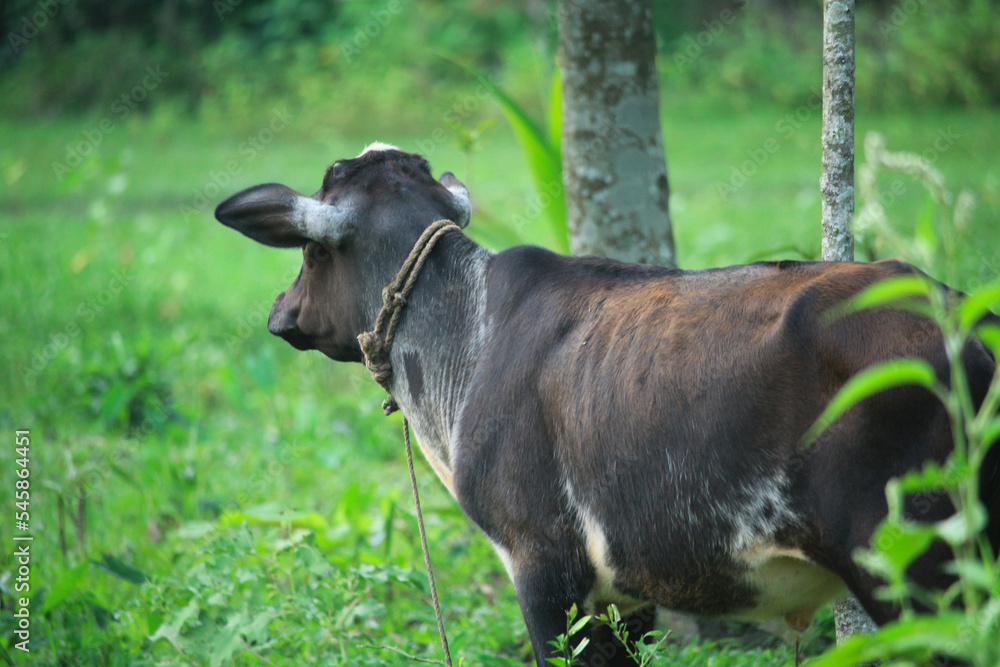 The little black cow is looking at something The little black cow is looking at something