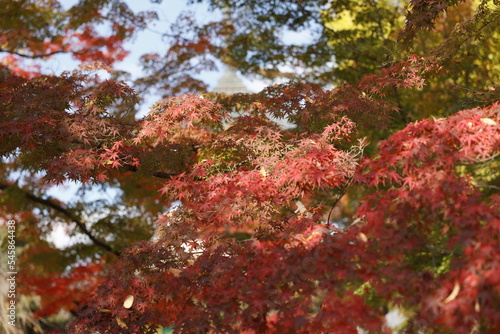 Autumn leaves in a forest park in rural Japan.