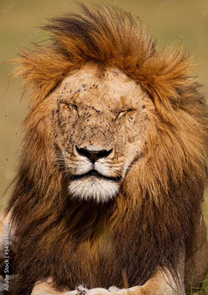Portrait of a male lion in the Masai Mara in Kenya	