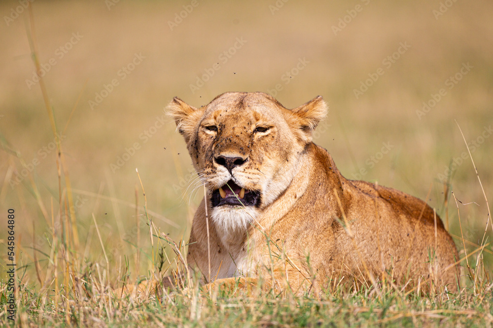 Young lioness on her own, calls out to the pride in the Masai Mara, Kenya Young lioness on her own, calls out to the pride in the Masai Mara, Kenya