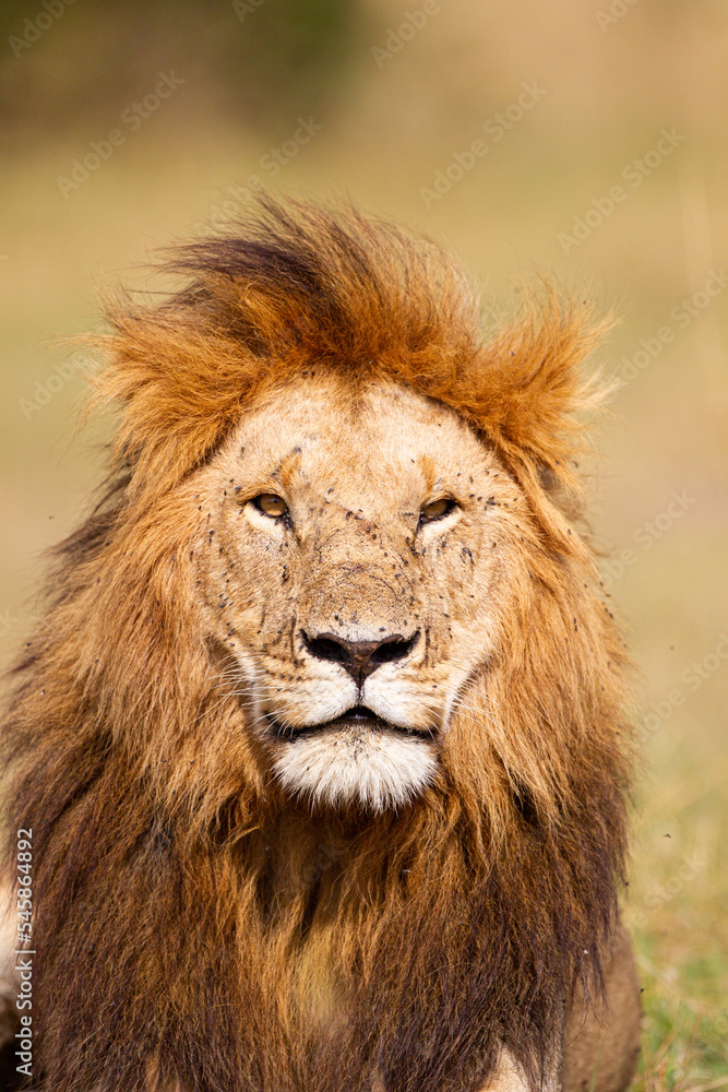 Portrait of a male lion in the Masai Mara in Kenya	