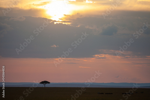 Lone tree on the horizon in the Masai Mara in Kenya