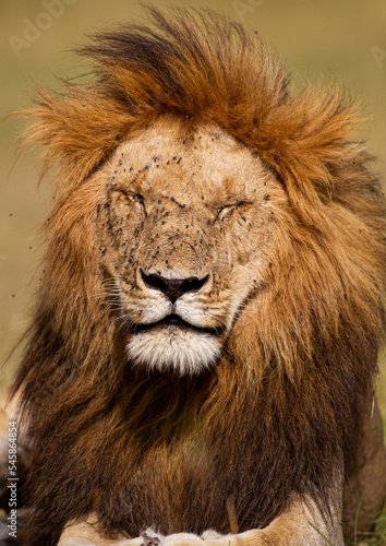 Portrait of a male lion in the Masai Mara in Kenya 