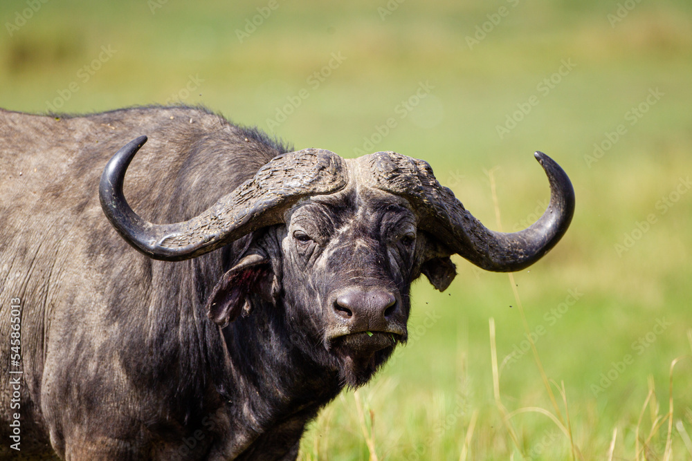 An African Buffalo staring across the Masai Mara in Kenya An African Buffalo staring across the Masai Mara in Kenya