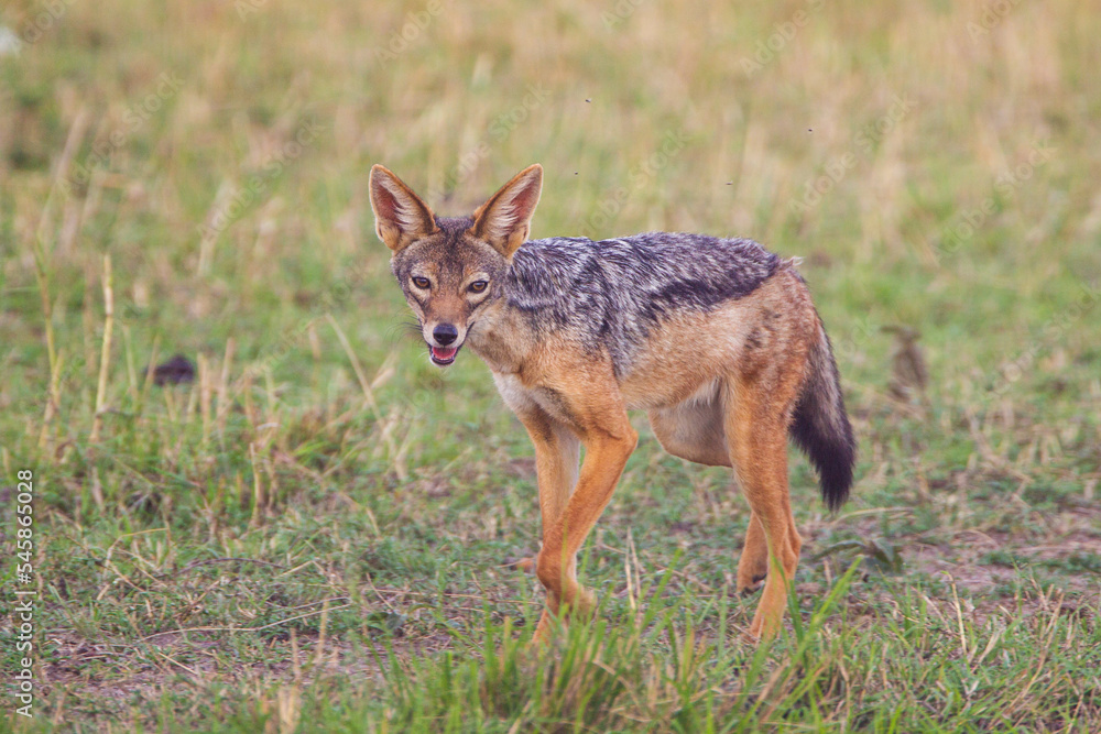 Black-backed Jackal running along a dirt path in the Masai Mara, Kenya Black-backed Jackal running along a dirt path in the Masai Mara, Kenya
