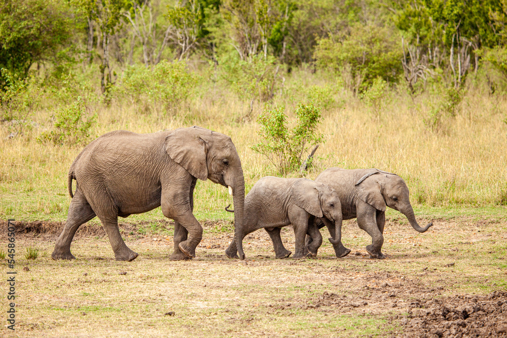 Fototapeta premium Elephant calves grazing in the protection of the heard on the open savannah of the Masai Mara, Kenya
