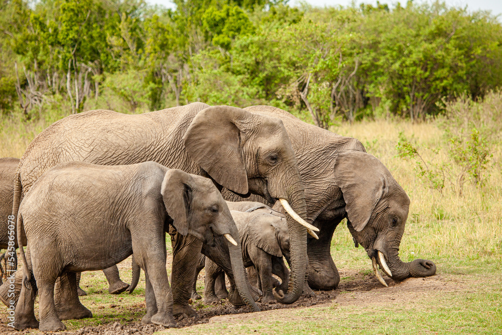 Obraz premium Elephant calves grazing in the protection of the heard on the open savannah of the Masai Mara, Kenya